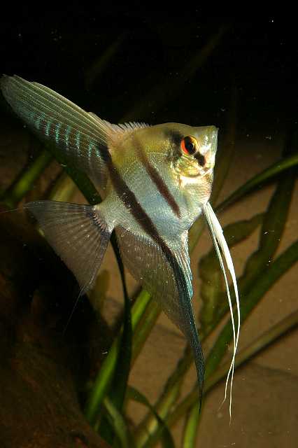 FH_CI_AM_2498(Pterophylum scalare).jpg - Pterophyllum scalare